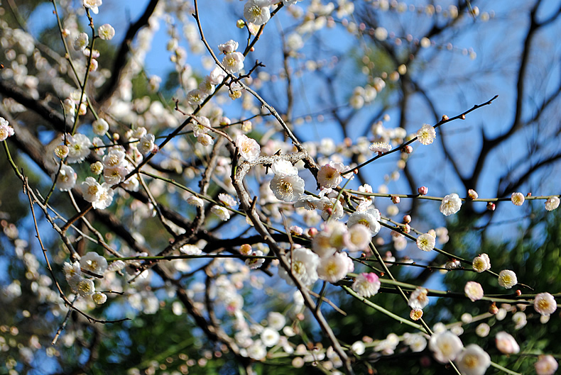 菅原神社　白い　梅の花