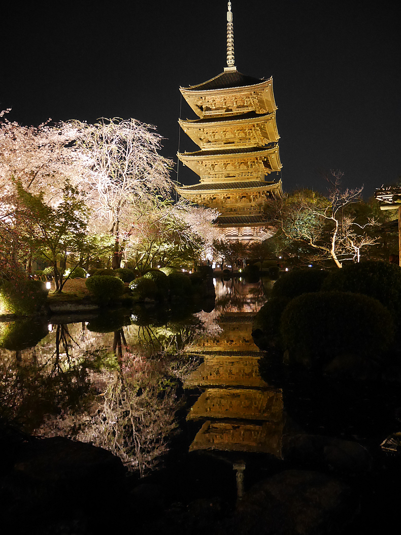 京都の東寺　夜桜の風景
